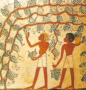 와인의 정의 - xm8-1 포도를 수확하는 모습.jpg