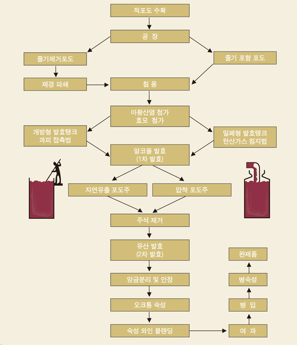 와인의 제조 - xm8-3 레드와인제조.jpg
