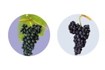 주요 포도 품종